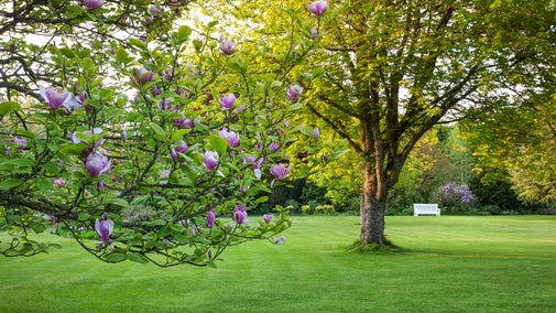 A magnolia tree in bloom beside a wide green lawn at Uppark House and Garden, with a white bench beneath a large leafy tree